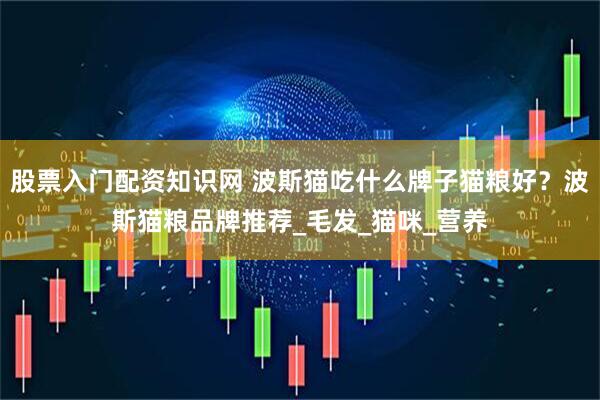 股票入门配资知识网 波斯猫吃什么牌子猫粮好？波斯猫粮品牌推荐_毛发_猫咪_营养